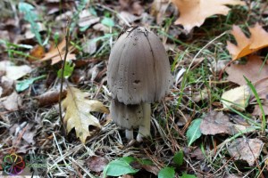 Coprinus atramentarius (1) (1200 x 800)2